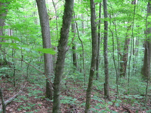 GRSM Accuracy Assessment. Plot Code: GRSM_AA_0040_3