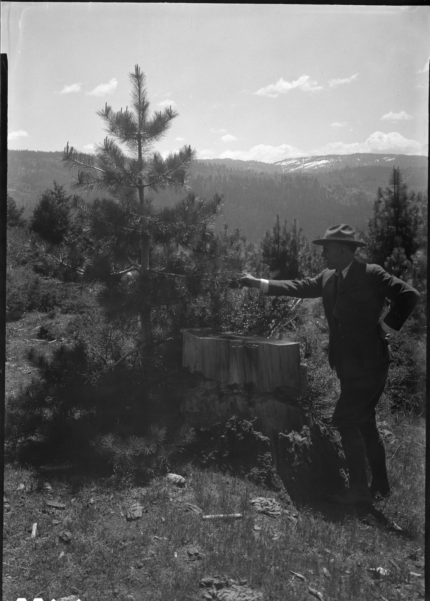 Yosemite Lumber Co. - South side, cutover lands. Sugar Pine growing out of stump - timber cut in 1916.