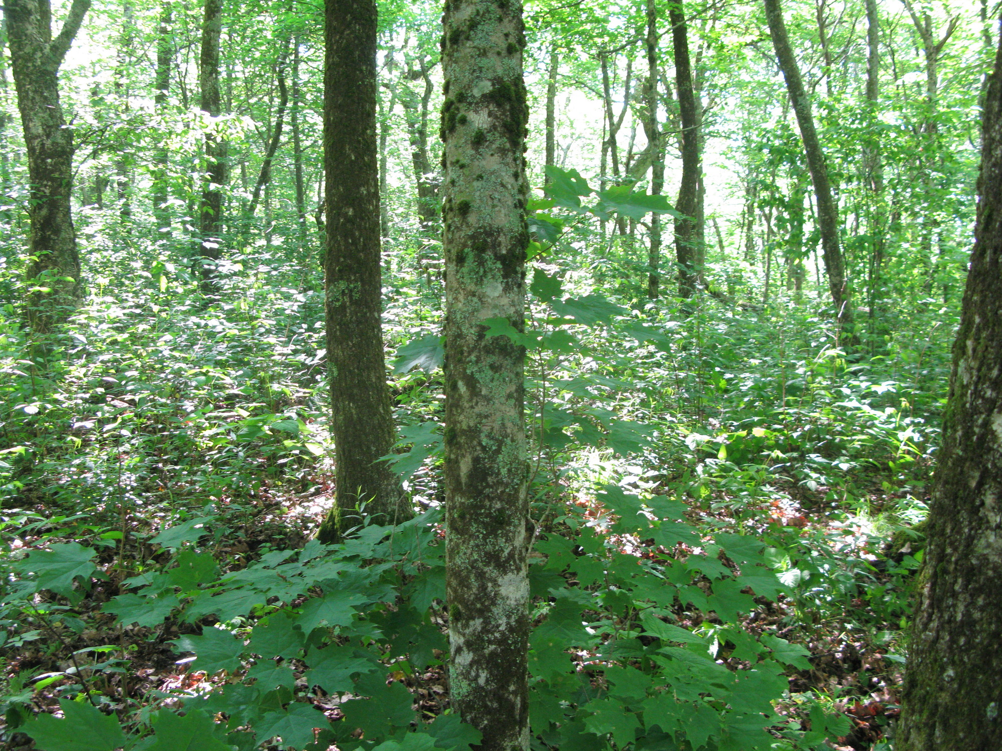 GRSM Accuracy Assessment. Plot Code: GRSM_AA_0495_6