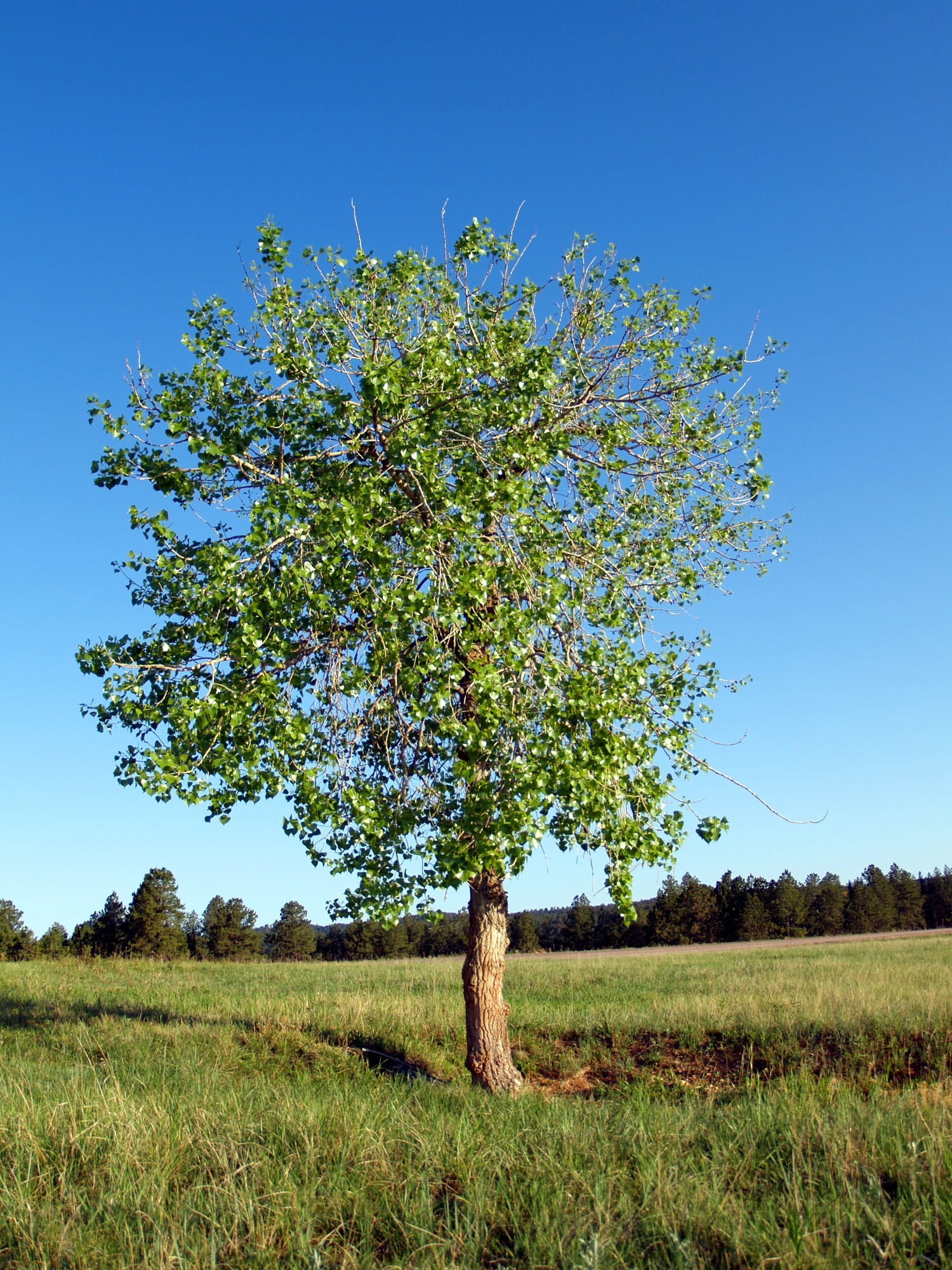 A single cottonwood tree in an open meadow with ponderosa pine trees in the background.