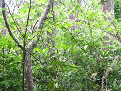 GRSM Accuracy Assessment. Plot Code: GRSM_AA_0938_2