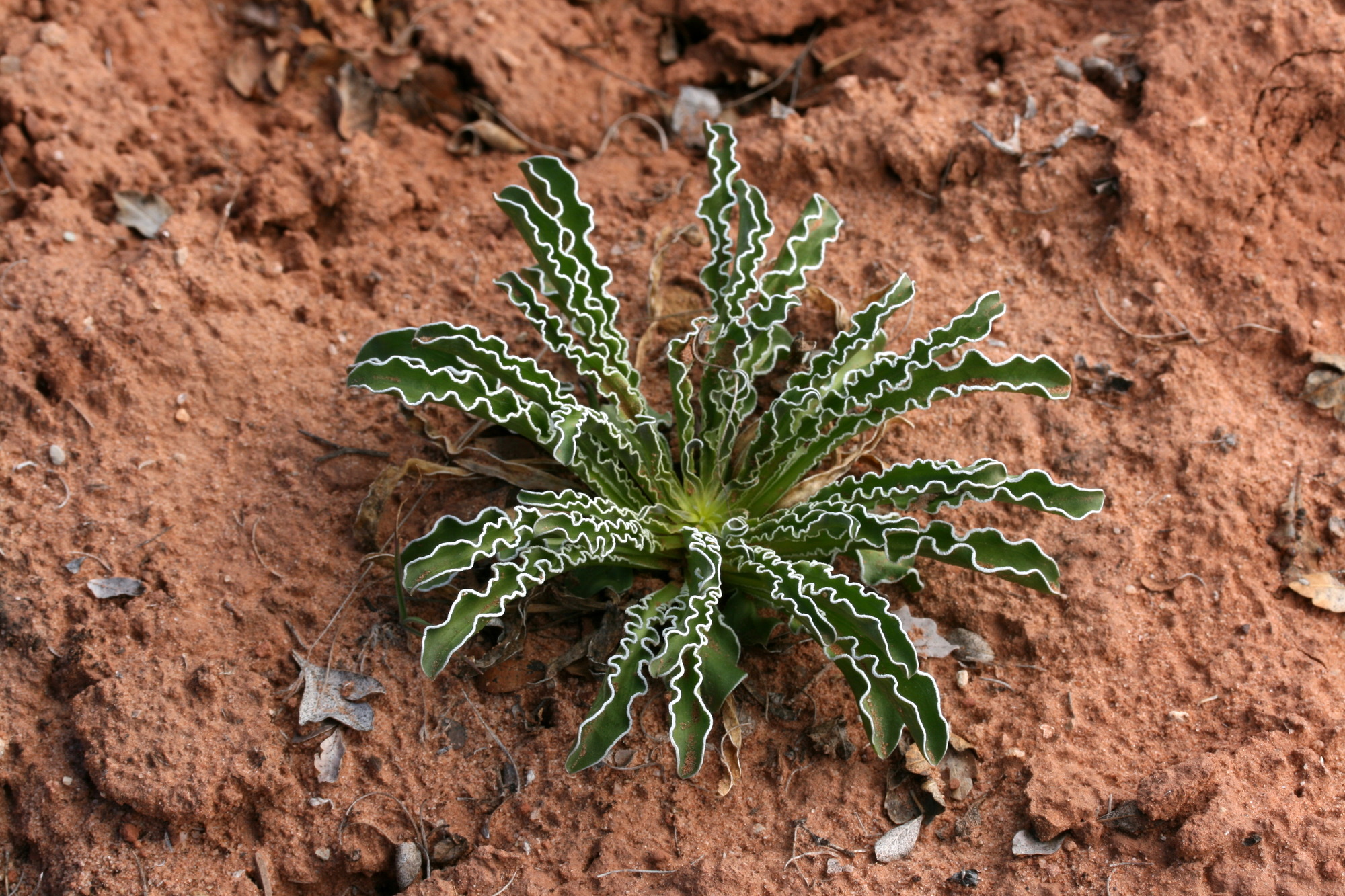 Swertia albomarginata, White-margined swertia