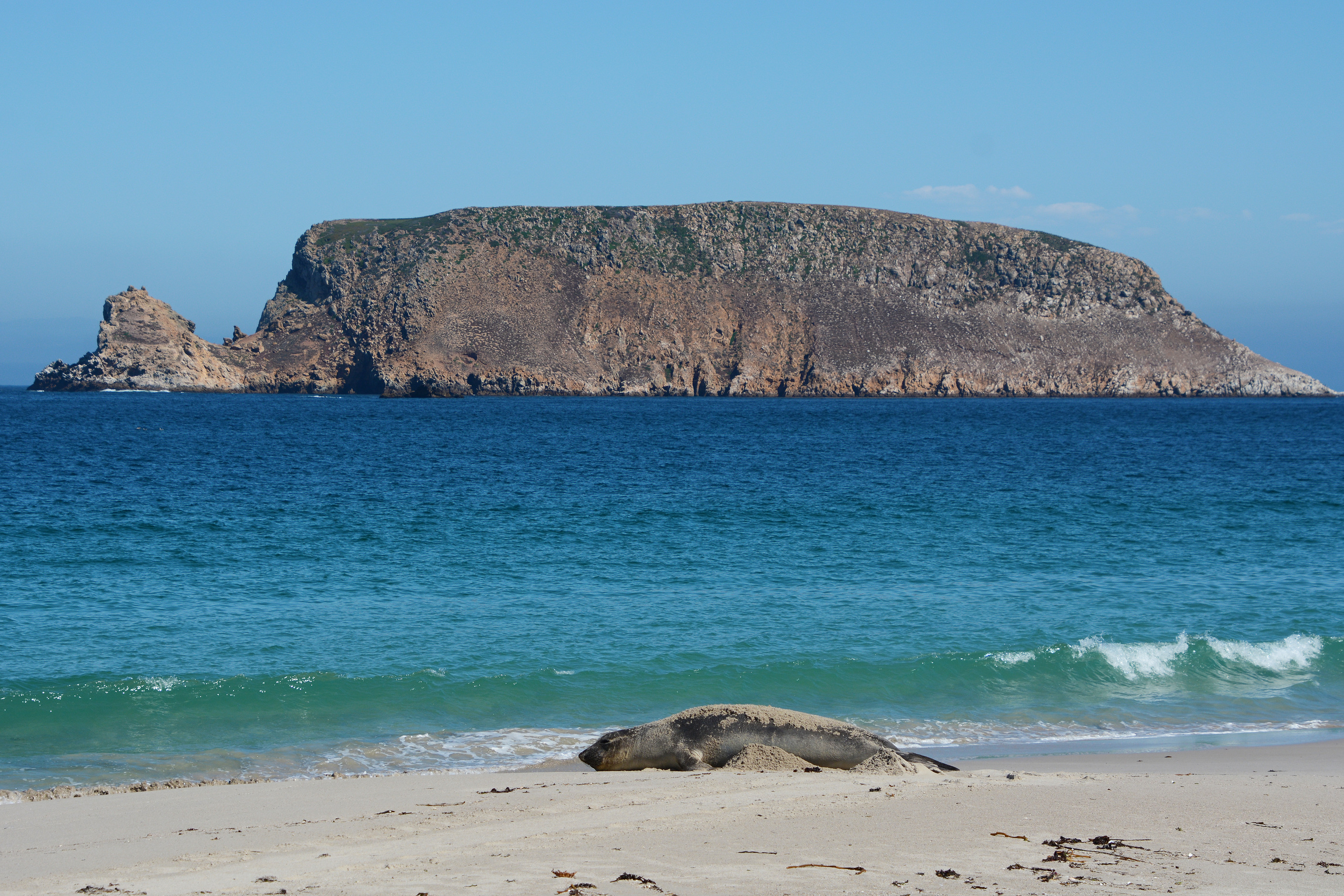 seals and sea lions laying on the coast