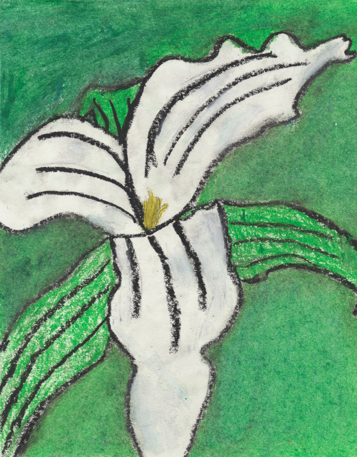 drawing of large 3 petaled white flower with green leaves and green background 