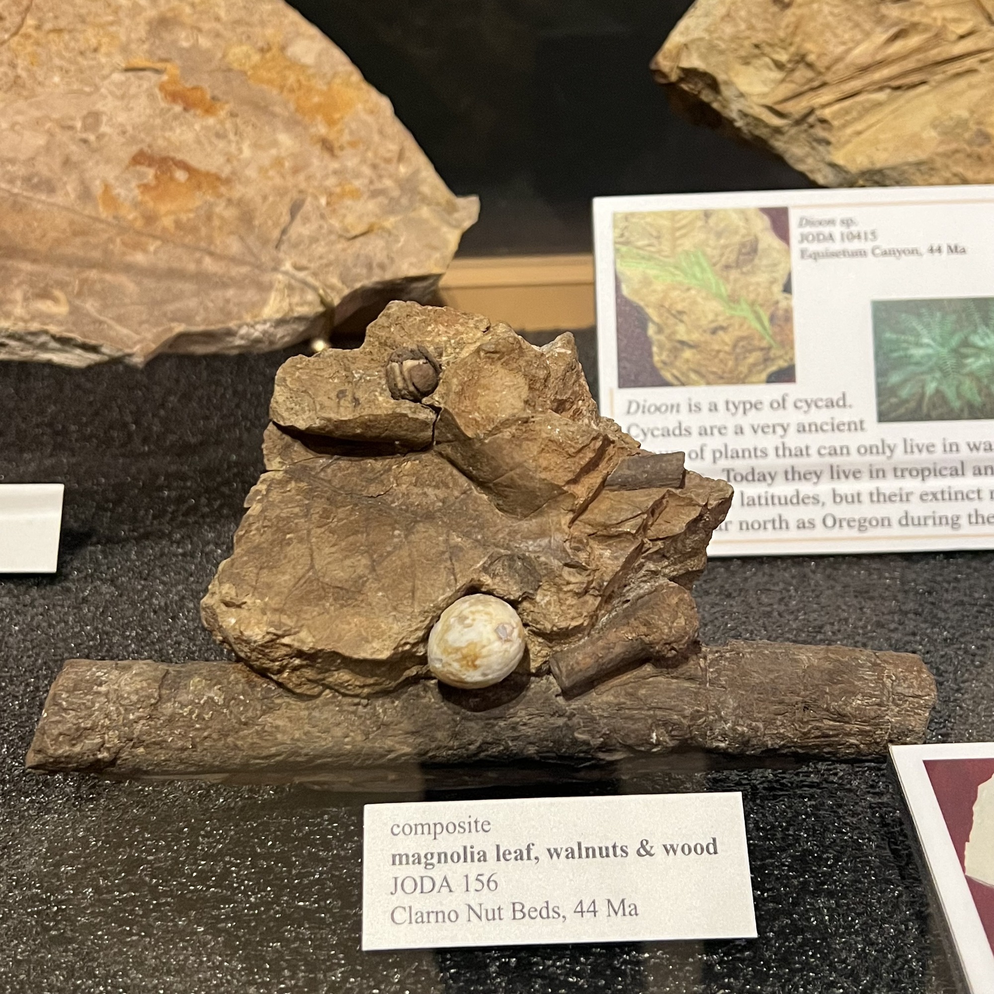 composite of magnolia leaf, walnuts & wood