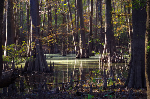 Tall, thick trunks of bald cypress trees and their knobby knees standing in a swamp with calm water during fall.