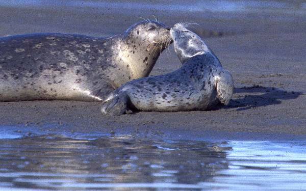 Harbor seal pup leaning its head all the way back over its back to stiff its mother.