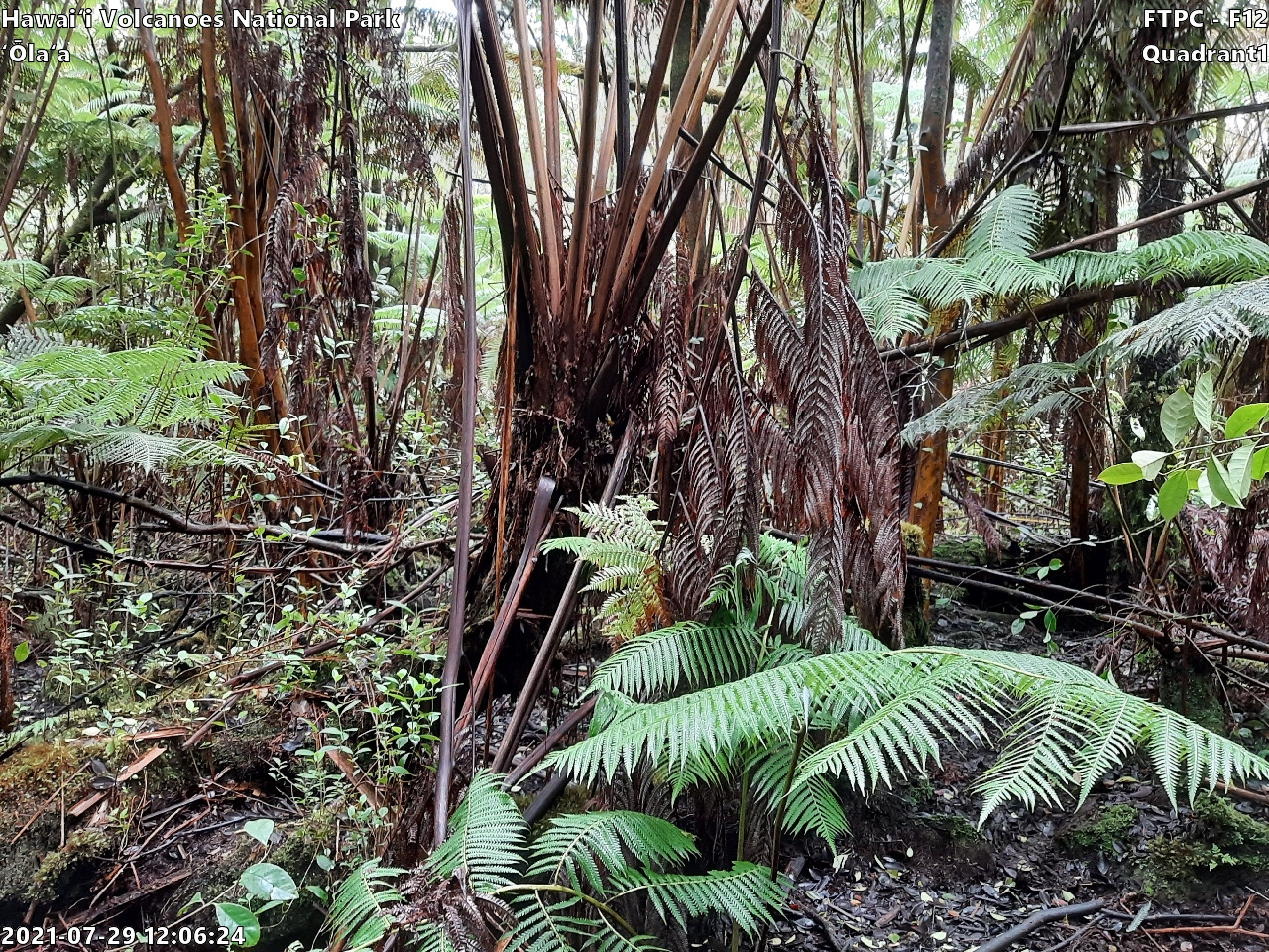 Eye-level view of plant community at monitoring site