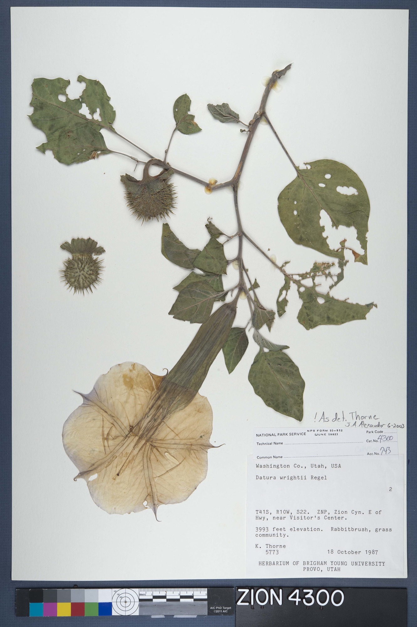 Herbarium Specimen Sheet 4300
