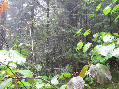 GRSM Accuracy Assessment. Plot Code: GRSM_AA_0962_5