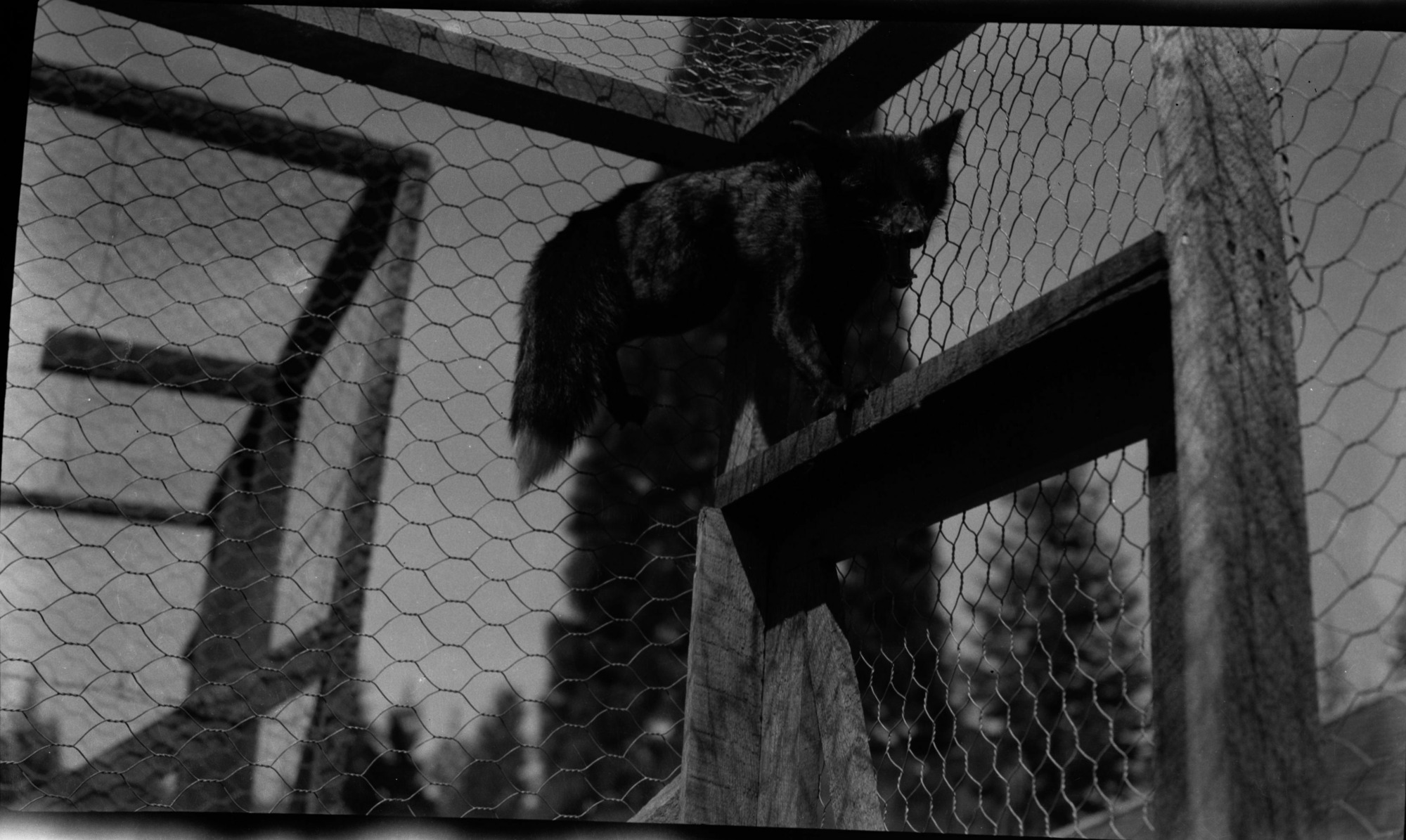 SEKI Roberts Collection Series: 2 Negatives; 3 Fauna