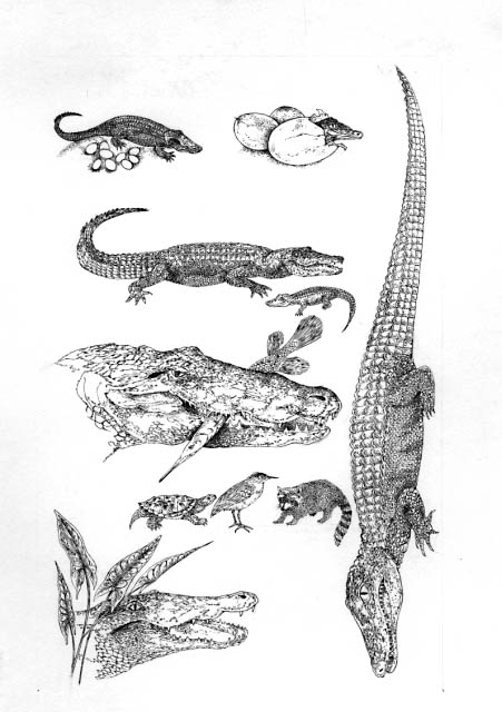 Series of spot illustrations including an alligator head with gar (fish); eggs at nest with alligator; three eggs with a hatchling emerging; a female alligator tending to a young (1 year old) juvenile alligator; an alligator head behind alligator flag (plant); and along the side a hatchling alligator depicted actual size at birth