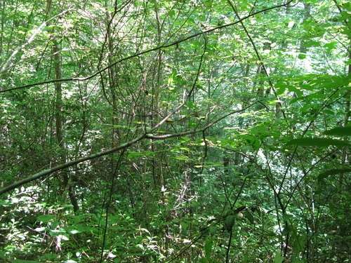 GRSM Accuracy Assessment. Plot Code: GRSM_AA_0271_3