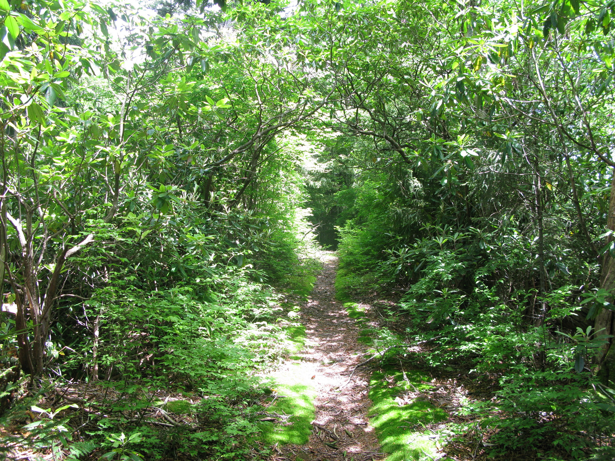 GRSM Accuracy Assessment. Plot Code: GRSM_AA_0599_2