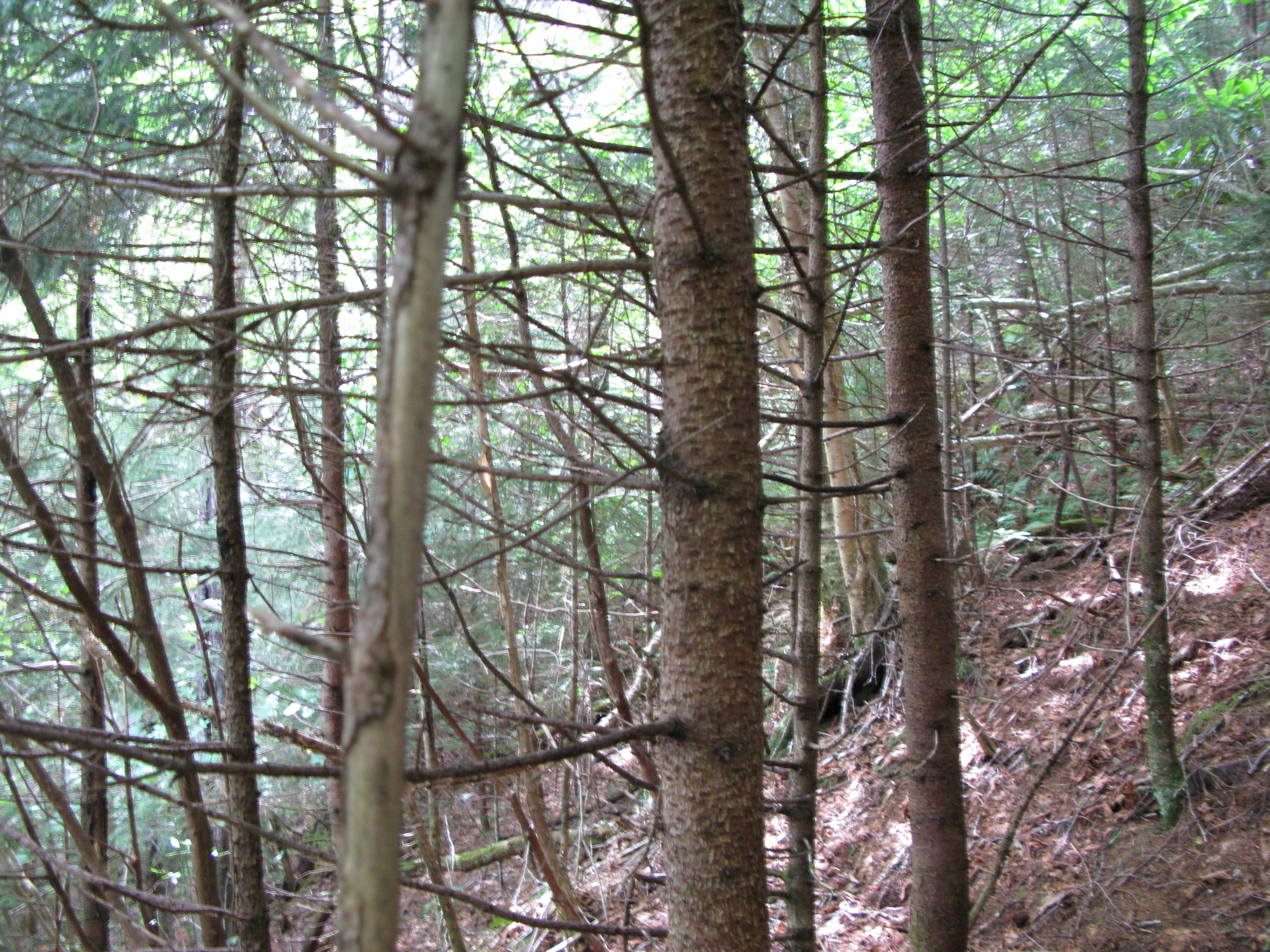 GRSM Accuracy Assessment. Plot Code: GRSM_AA_0068_5