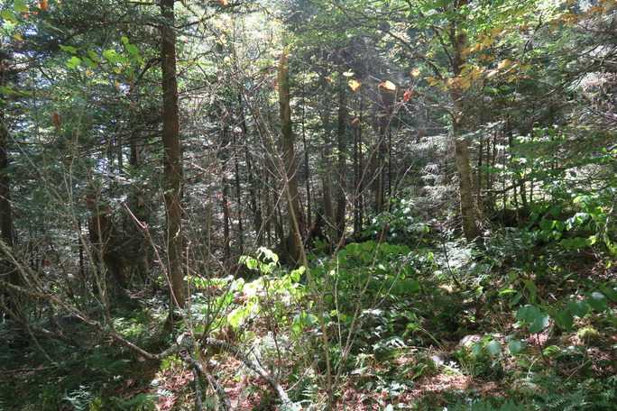 GRSM Accuracy Assessment. Plot Code: GRSM_AA_0763_4