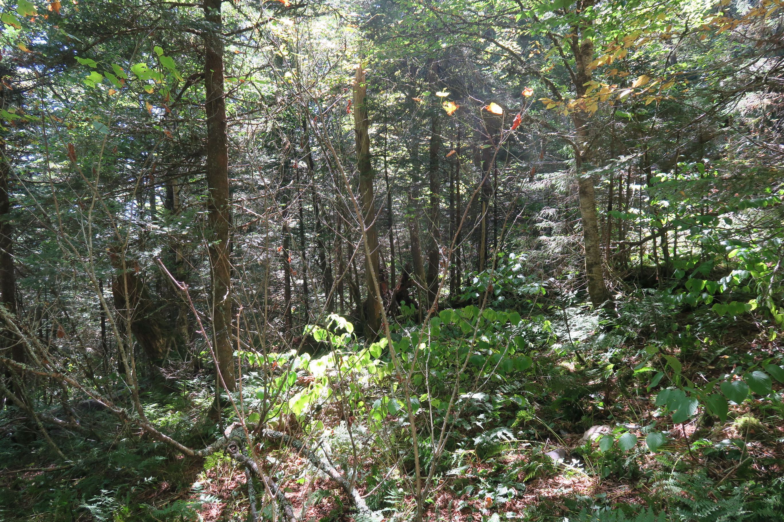 GRSM Accuracy Assessment. Plot Code: GRSM_AA_0763_4