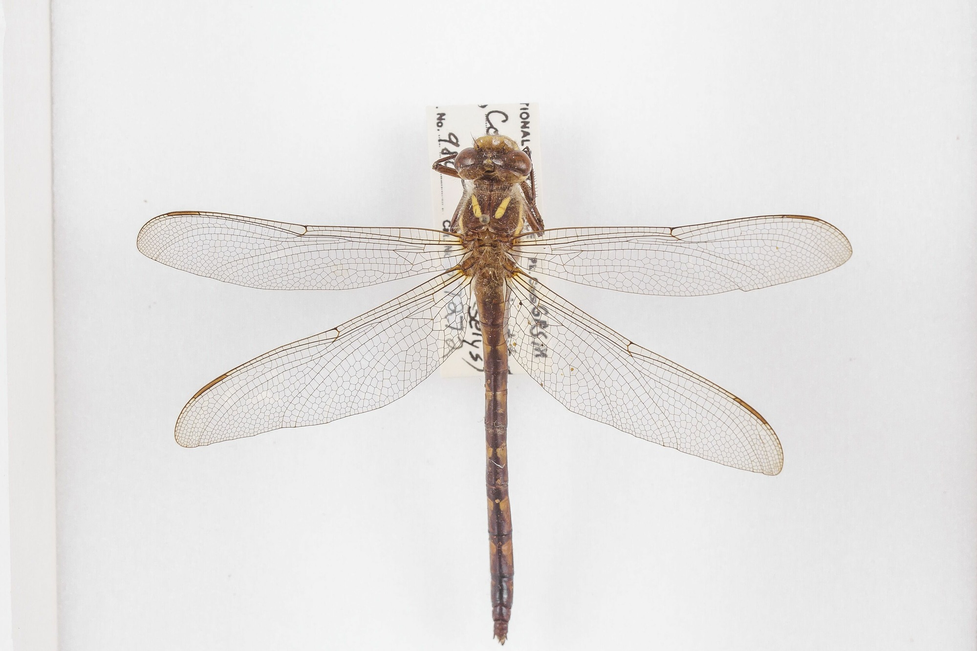 Image of Cordulegaster diastatops, a species of Animalia