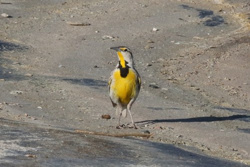 Yellow, black, and light brown bird standing on barren ground
