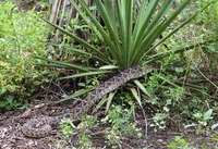 Rattlesnake crawling under a yucca plant.