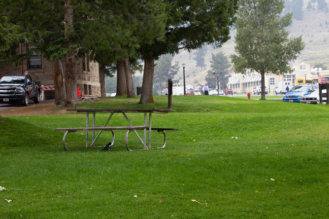 A picnic table on green grass with buildings in background.