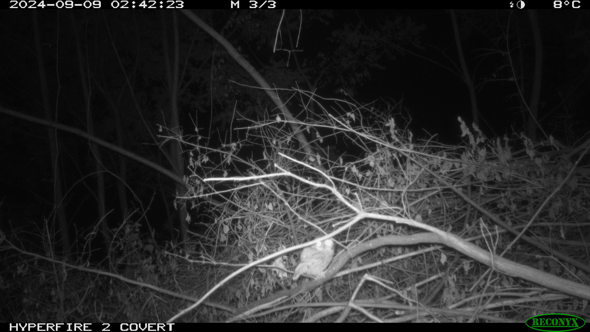 a small owl perches on the branch of a fallen tree.