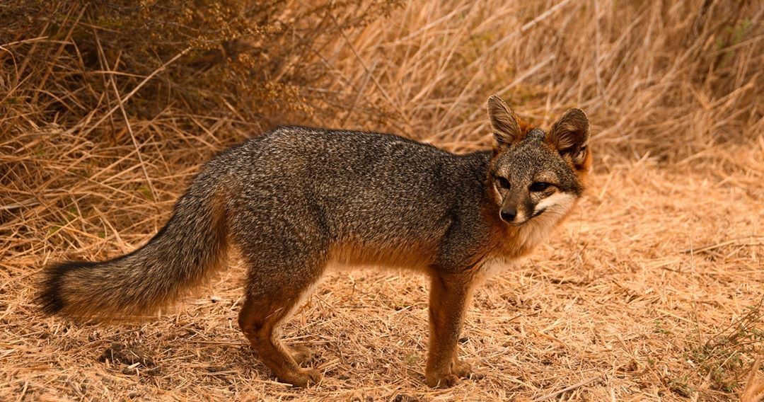 a small island fox standing in dry brushy grass looking to the left