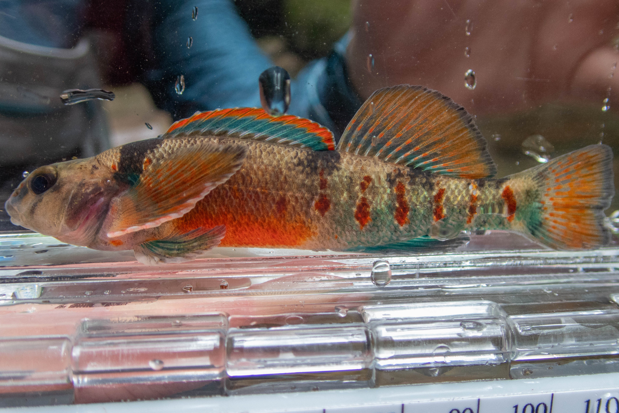 Etheostoma variatum (variegate darter) - full body, large adult, male