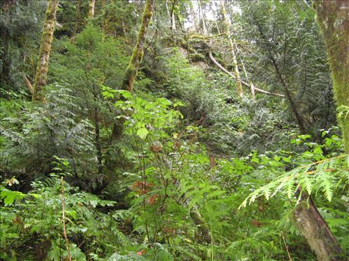 ROLA-Skagit Talc Mine site, feature SM-01 - AML assessment, Ross Lake NP, Oct 2011