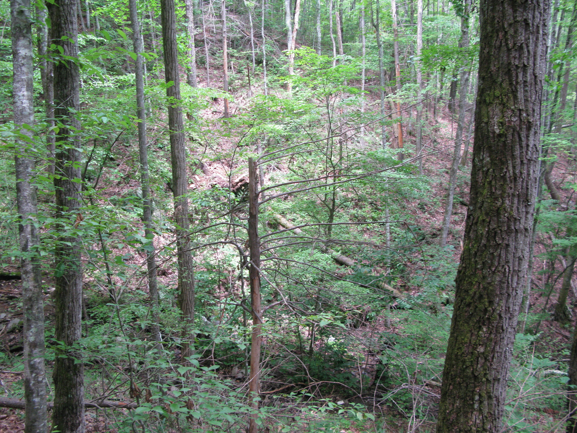 GRSM Accuracy Assessment. Plot Code: GRSM_AA_0099_3