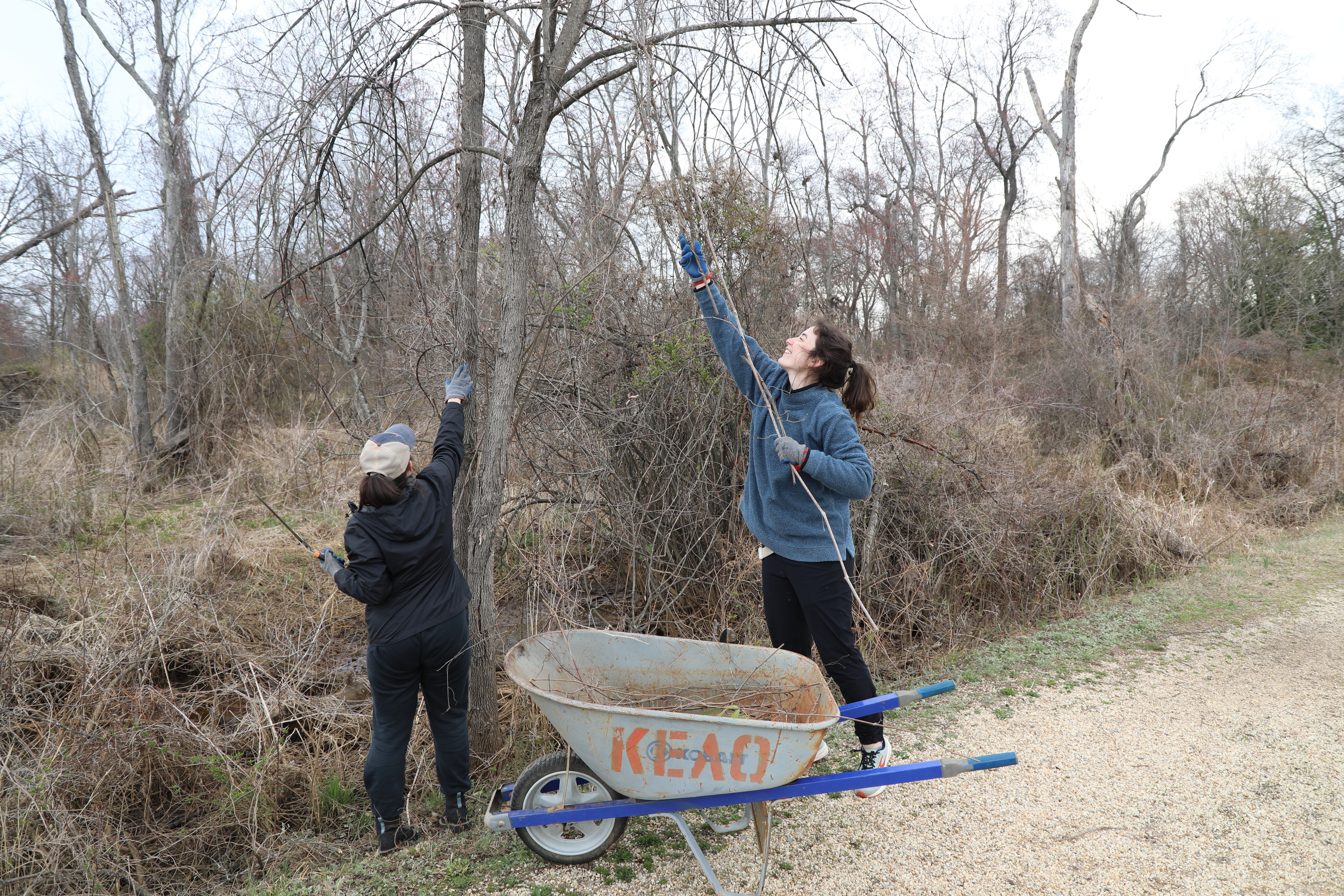 Two individuals are cutting invasive vines off a tree. The person on the right, facing away from the camera, is reaching high up a tree with a pair of pruners. The person on the left, with their back to the camera, is reaching up the second trunk of the tree. Both are wearing gloves. A grey wheelbarrow with blue handles is positioned between them, containing some dry plant matter. The ground is covered with dry leaves and branches, and the trees in the background are bare.