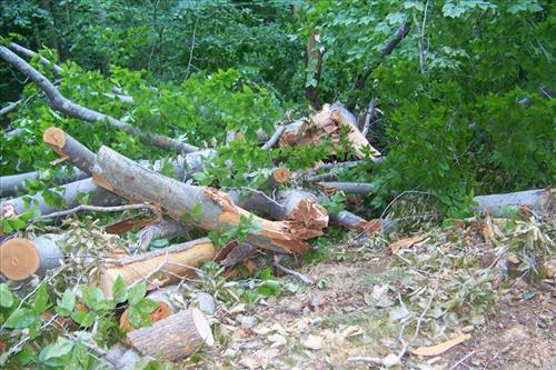 Remove Hazard Trees in OaCC-1 & CC-4, CC-2 & CC-5, Entrance Districts at Prince William Forest Park, Wind Storm 2012