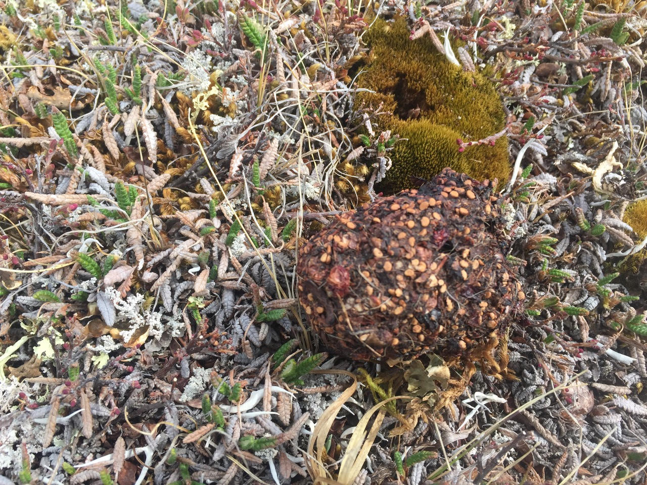 Bear poop