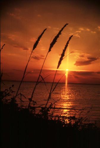 Scenery of Padre Island National Seashore
