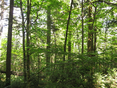 Plot Code: GRSM_AA_0498_2