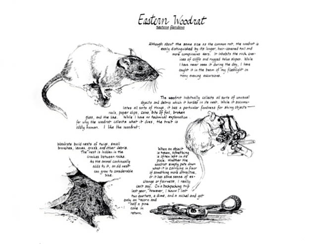 Successional forest section. Eastern Wood rat notebook page.