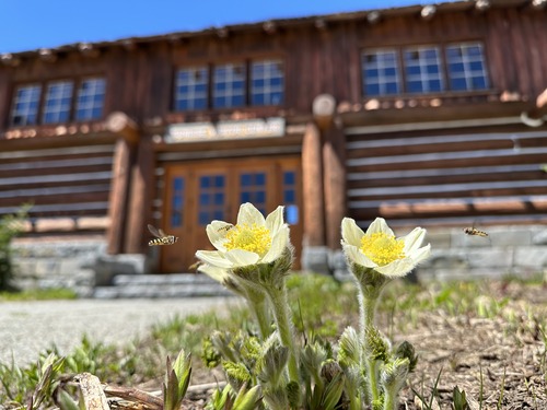 A fuzzy plant with large white blooms grows in front of a large wood building. A few black and yellow striped flies hover around the flowers. 