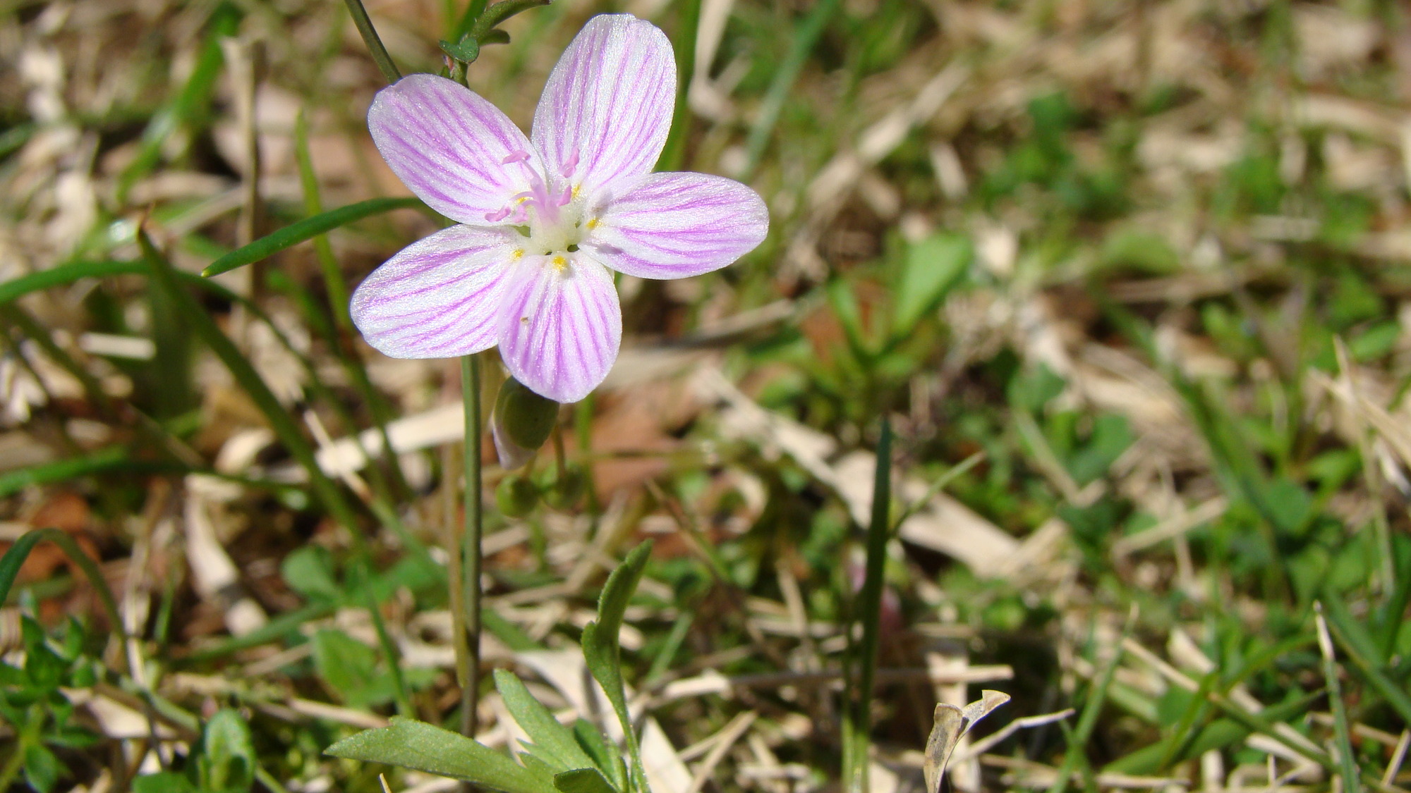 A five lobed flower with pink veins on a single grass-high stem