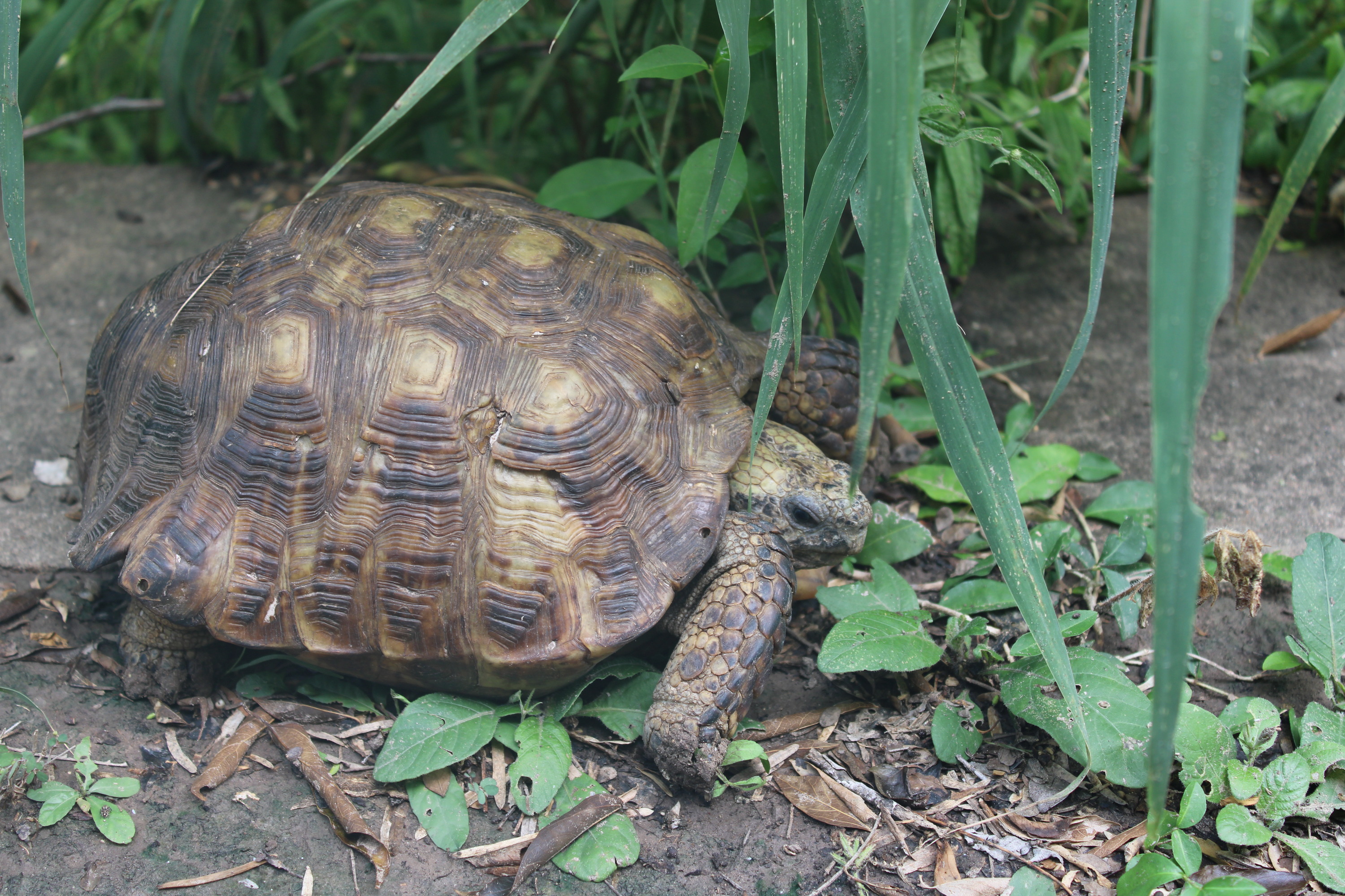 Texas Tortoise