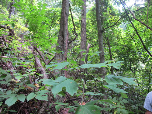 GRSM Accuracy Assessment. Plot Code: GRSM_AA_0843_4