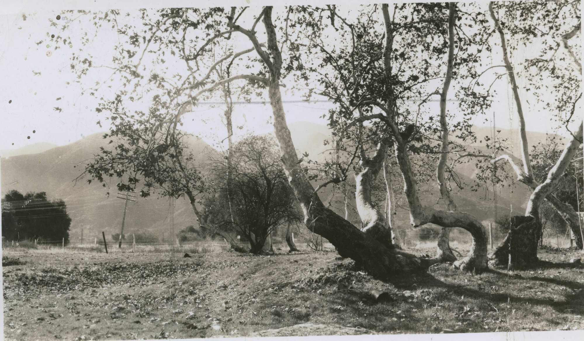 SEKI Roberts Collection Series: 3 Prints; 1 Small; 5 Foothills