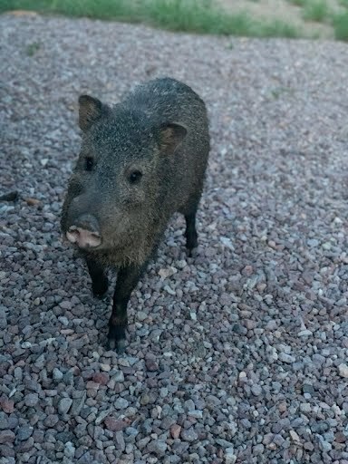 A brown hairy pig