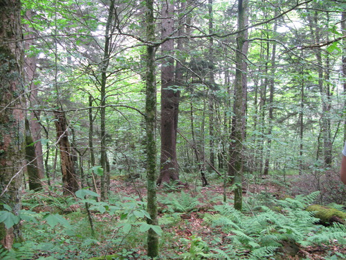 GRSM Accuracy Assessment. Plot Code: GRSM_AA_0153_4