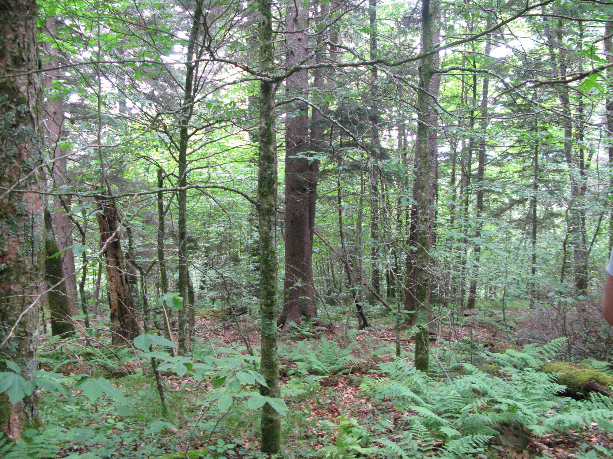 GRSM Accuracy Assessment. Plot Code: GRSM_AA_0153_4