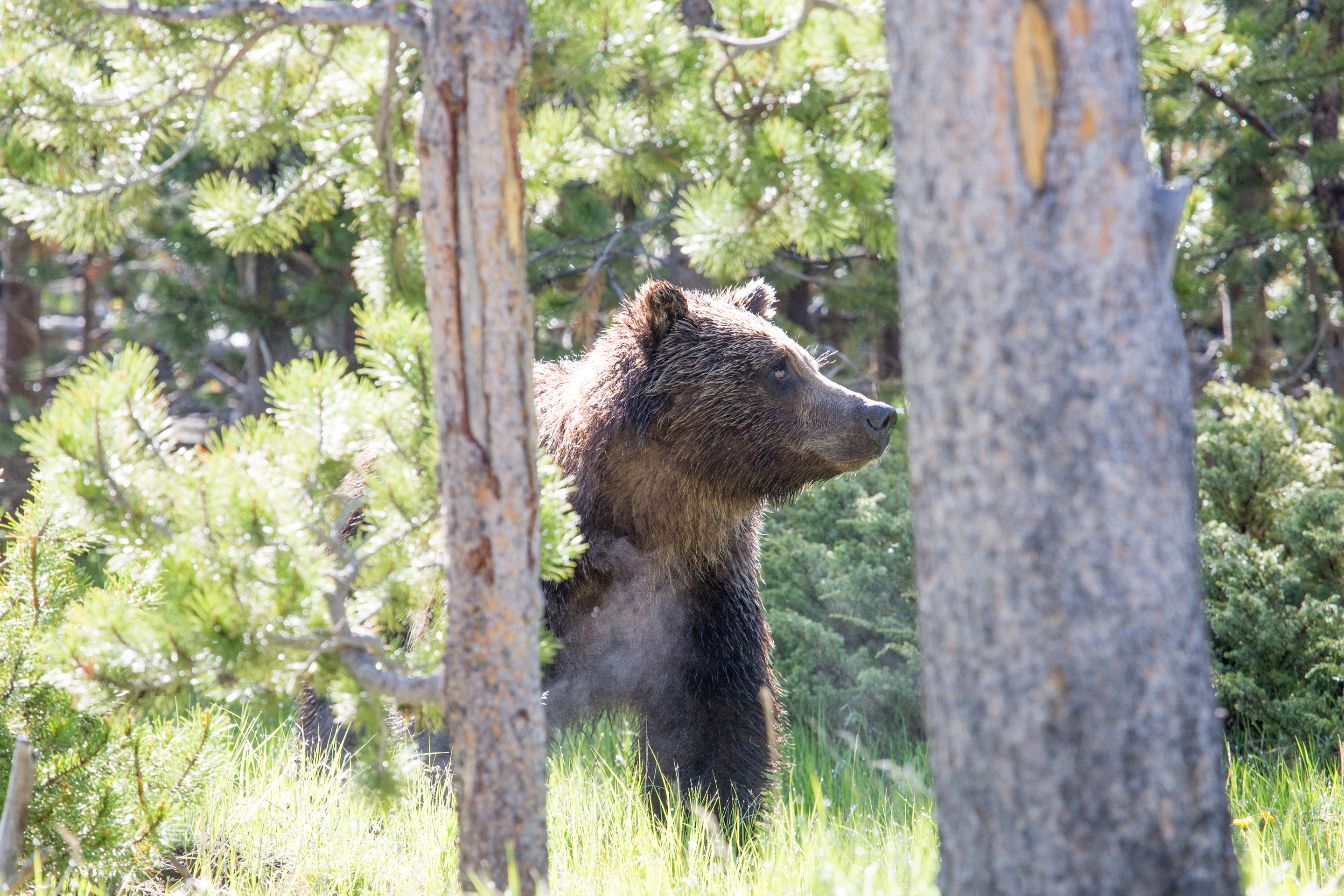 A view of a grizzly bear through two trees looking to its left.