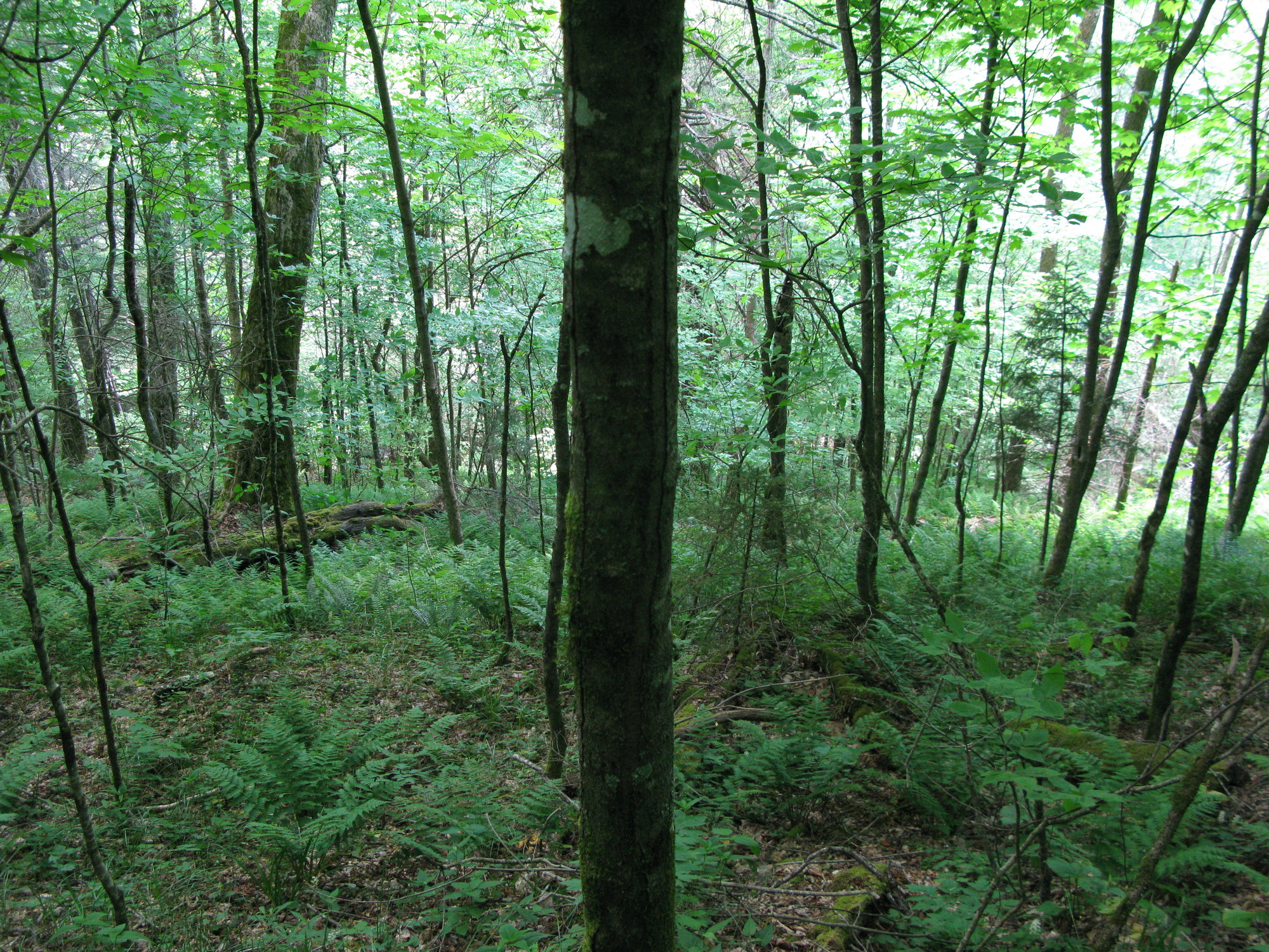 GRSM Accuracy Assessment. Plot Code: GRSM_AA_0953_2