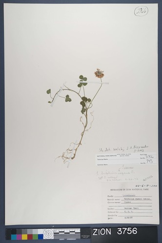 Herbarium Specimen Sheet 3756