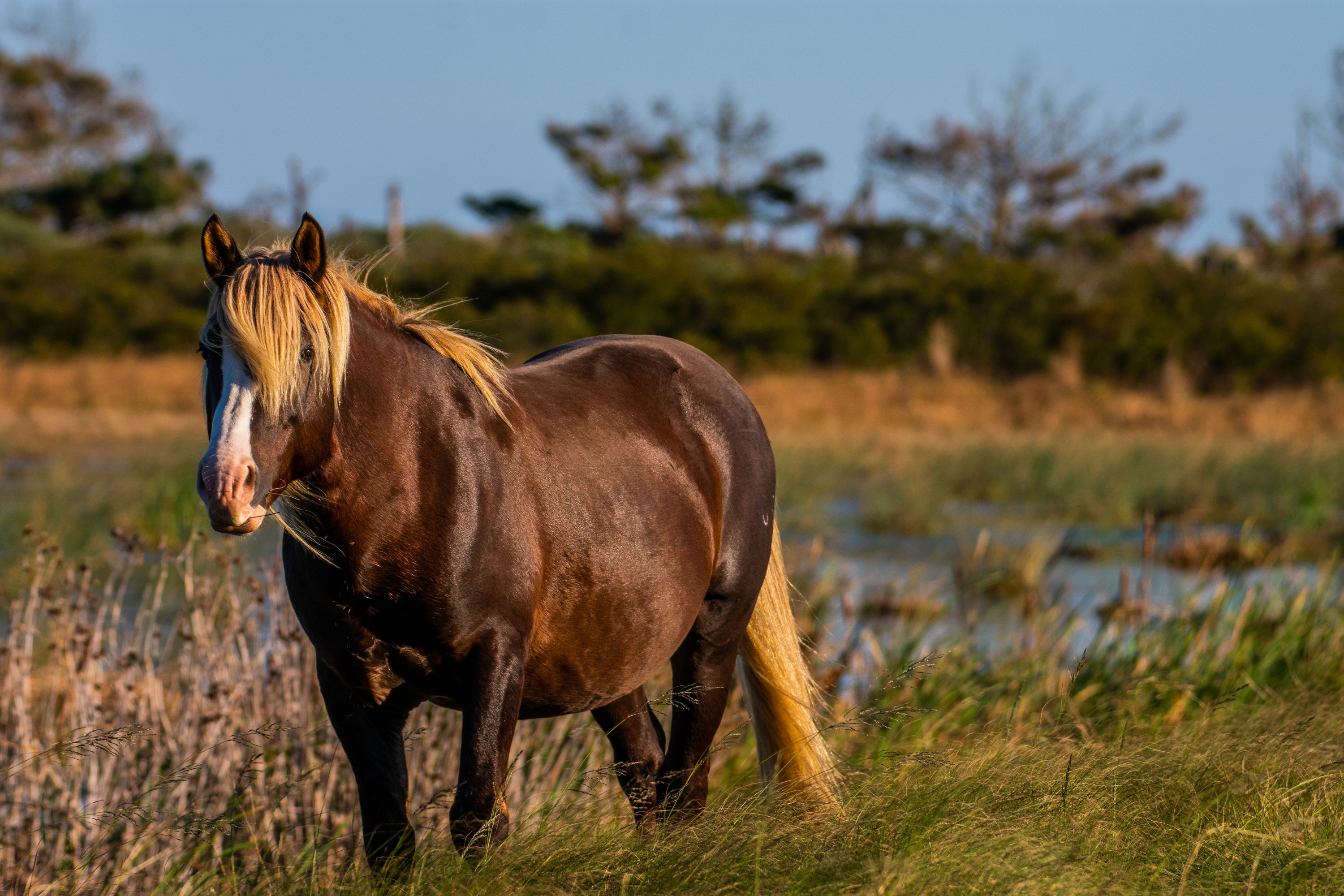 A wild pony standing in marshlands