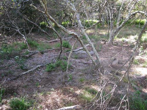 Stiltgrass (Microstegium vimineum) infestation at Big Meadows Swamp in 2009 and in 2010.