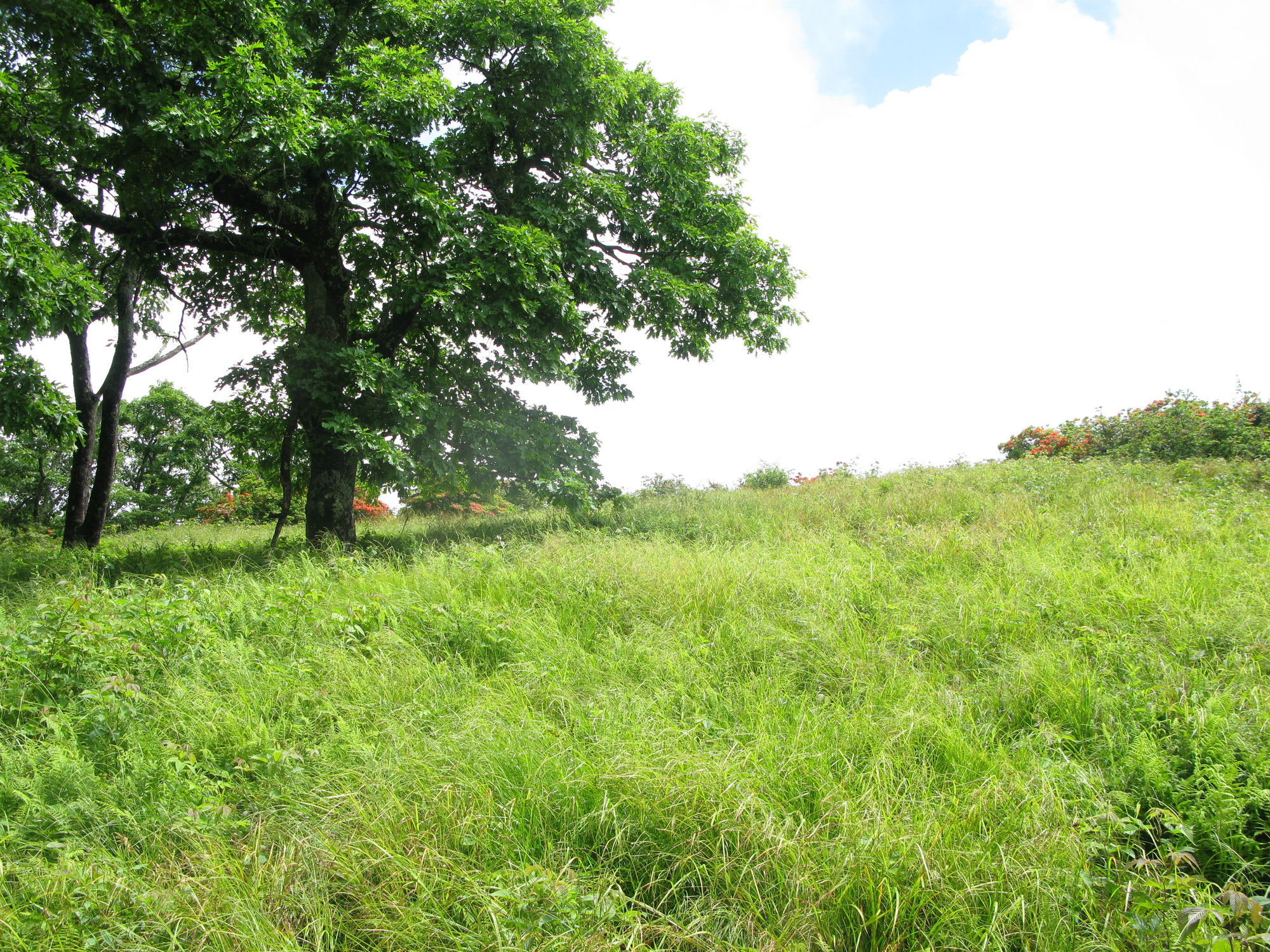 GRSM Accuracy Assessment. Plot Code: GRSM_AA_0820_4